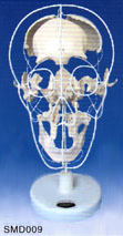 Mô hình các mảnh xương sọ người